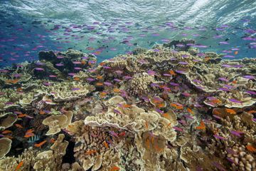 La Grande barrière de corail encore victime d'un blanchissement «généralisé»