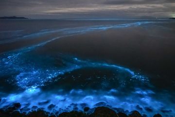 La magie de la bioluminescence en Tasmanie