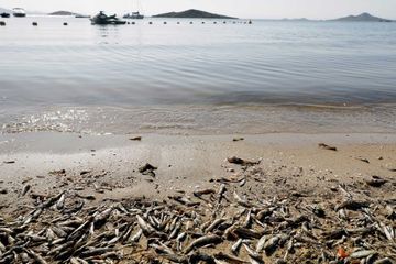 La mer Mineure recrache des milliers de poissons morts, les touristes fuient