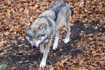 La présence d'un loup confirmée dans l'Oise après l'attaque d'une brebis