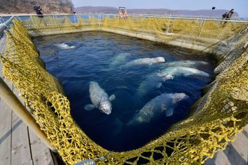 La Russie ferme la scandaleuse prison des baleines de Nakhodka