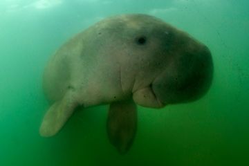 Le bébé-star dugong Mariam est mort, tué par des déchets plastiques