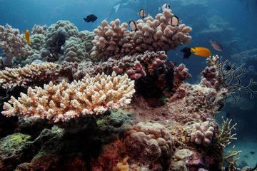 Le blanchissement a touché 98% de la Grande barrière de corail