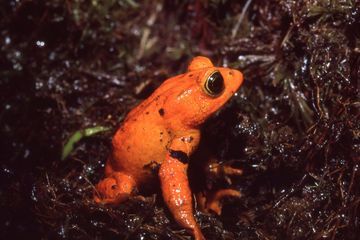 Le crapaud doré, premier animal à disparaître à cause du changement climatique