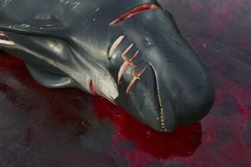 Le massacre des dauphins a repris aux Îles Féroé, malgré le coronavirus