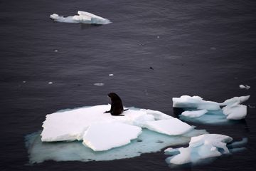 Le réchauffement trois fois plus rapide au Pôle Sud que dans le reste du monde