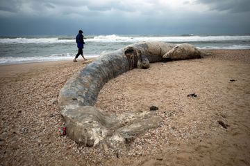 Le troublant échouage d'une baleine de 17 mètres de long en Israël