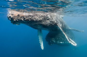 AVEC LE WWF - Les animaux, nous les aimons, sauvons-les : la baleine