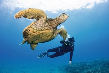 Avec le WWF - Les animaux, nous les aimons, sauvons les : la tortue