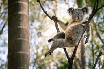 Avec le WWF - Les animaux, nous les aimons, sauvons-les : le koala