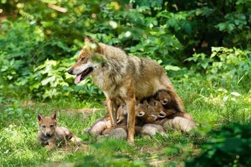 Avec le WWF - Les animaux, nous les aimons, sauvons-les : Le loup