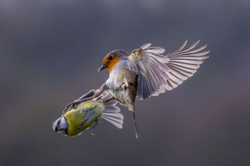 Avec le WWF - Les animaux, nous les aimons, sauvons-les : les oiseaux