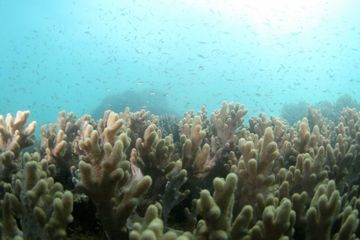 Les coraux de l'ouest de l'océan Indien risquent de s'effondrer