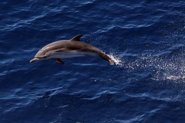 Les dauphins de la Manche fortement contaminés par des polluants