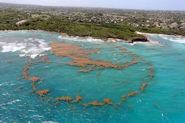 Les horribles sargasses sont de retour en Guadeloupe