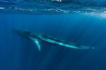 Les images atroces d'une baleine sans queue blessée par l'homme en Méditerranée