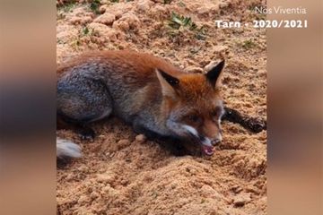 Les images de renards piégés puis tués par un homme dans le Tarn provoquent la colère
