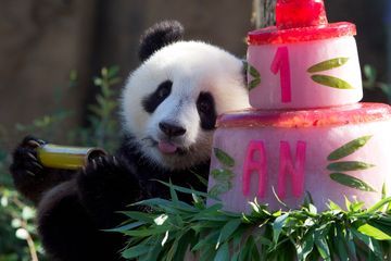 Les jumelles pandas de Beauval fêtent leur premier anniversaire