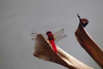 Les libellules disparaissent et c'est très inquiétant