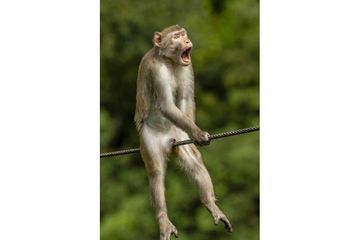Les photos d’animaux les plus drôles de 2021