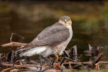 Les rapaces victimes d'une 