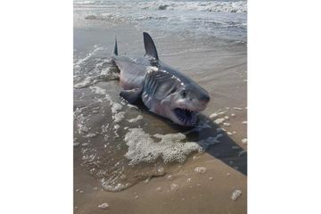 Les requins blancs sont de plus en plus nombreux, les précautions également