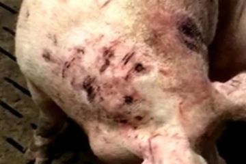 Maltraitance animale : L'horrifiant témoignage d'un ancien employé d'un élevage de cochons