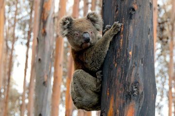 Massacre en Australie : des dizaines de koalas broyés par des bulldozers