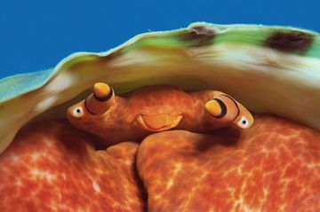 SC SC SC SC Triton qui s