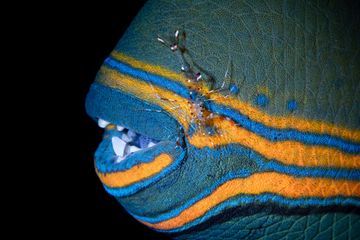 Méditerranée : Le mystérieux poisson mordeur de baigneurs identifié 