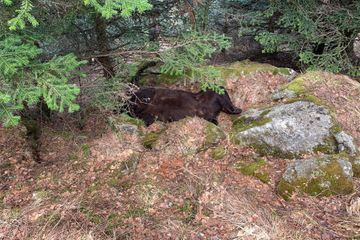 Mystère autour de la mort de Cachou, l'ours qui vivait dans les Pyrénées