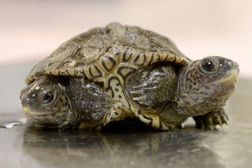 Naissance exceptionnelle d'une tortue à deux têtes