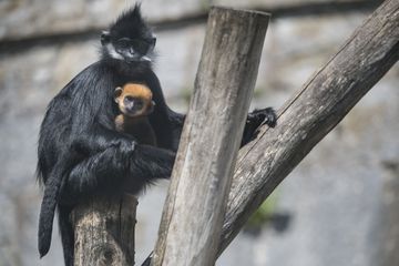 Naissance rarissime d'un bébé Langur de François à Besançon