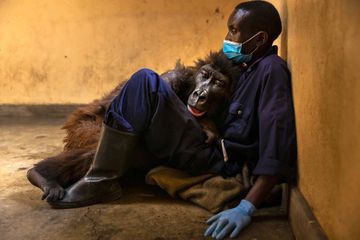 Ndakasi, gorille dont l'image est devenue virale, est morte dans les bras de son soigneur