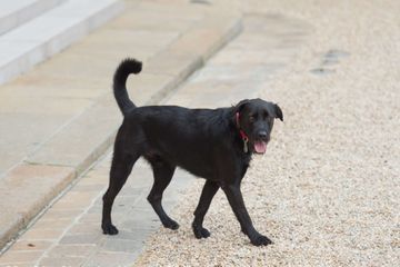 Nemo, le chien de l'Élysée, mis en scène dans une vidéo contre l'abandon des animaux