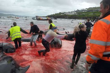 Nouveau massacre de dauphins aux Iles Féroé, le premier de 2022