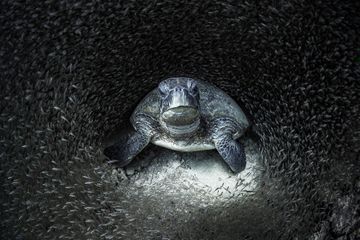 Ocean Photographer of the Year 2021 : les photos gagnantes dévoilées