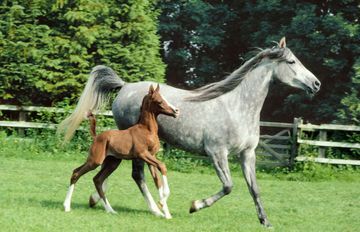 On a enfin trouvé le berceau du cheval domestique