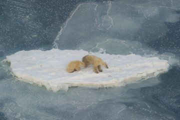 Ours polaires : le cri d'alarme d'Isabelle Autissier