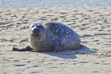 Phoques décapités: "J&#39;ai voulu garder un souvenir", confie un des tueurs