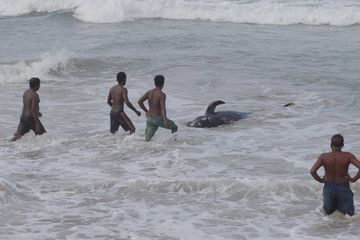 Plus de 120 dauphins-pilotes sauvés au Sri Lanka où ils avaient échoué