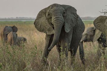 Pour mieux se défendre, les éléphants naissent sans défense