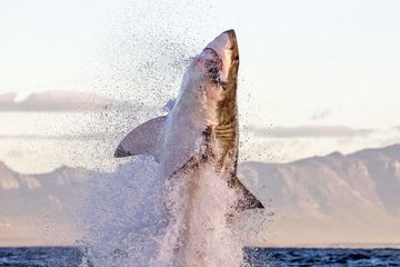 Pourquoi le requin attaque-t-il l'homme ?