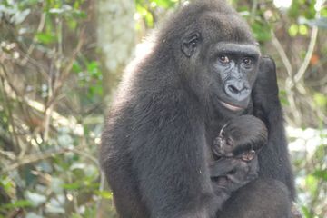 Première naissance dans la nature d'un petit gorille de parents nés en zoos