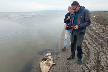 Près de 170 phoques retrouvés morts en Russie
