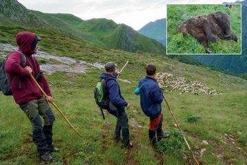 Pyrénées : la guerre de l'ours