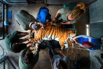 Quand un tigre de Sibérie passe une radio