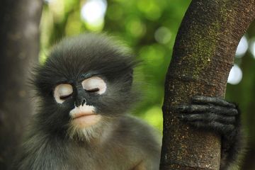 Quelle est cette nouvelle espèce de singe découverte en Birmanie ?