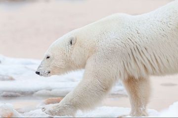 Réchauffement climatique : vers l'extinction des ours polaires d'ici 2100