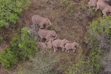 Scène magnifique en Chine, le troupeau d'éléphants en fuite s'offre une sieste